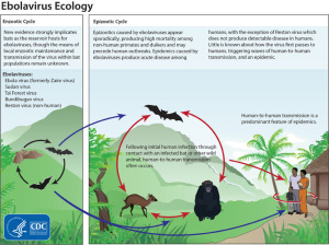 Infographic of the ecology of Ebola Virus (as currently understood).